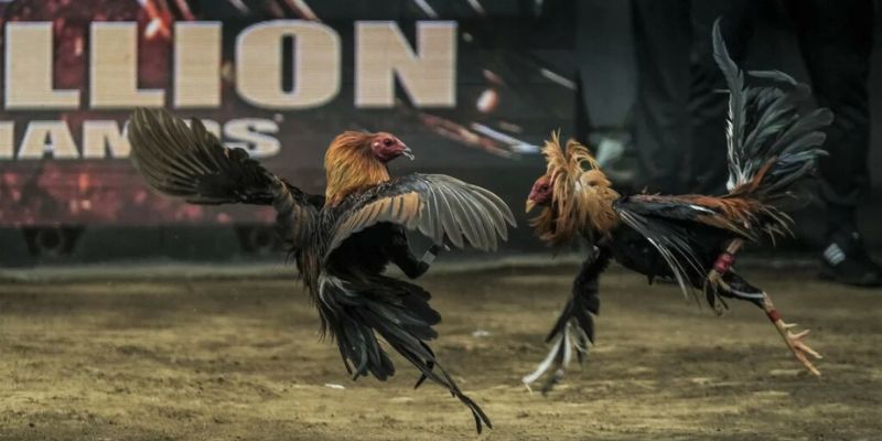 Những cửa nên nắm trong đá gà trực tiếp C1