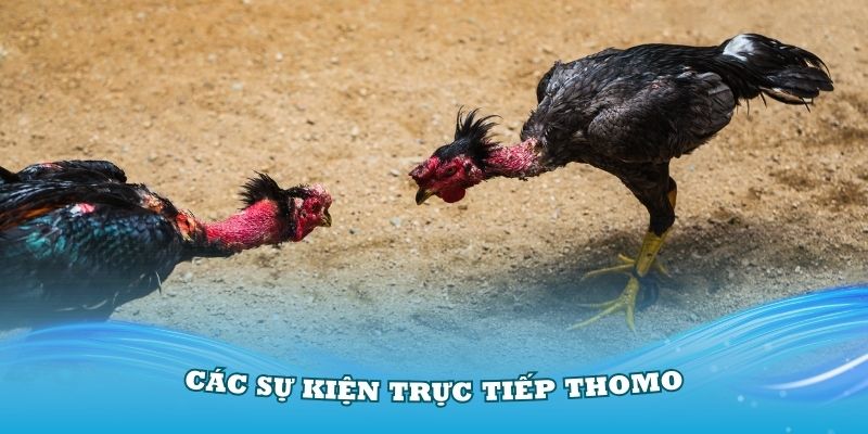 Các sự kiện Trực tiếp Thomo hôm nay được tổ chức chuyên nghiệp