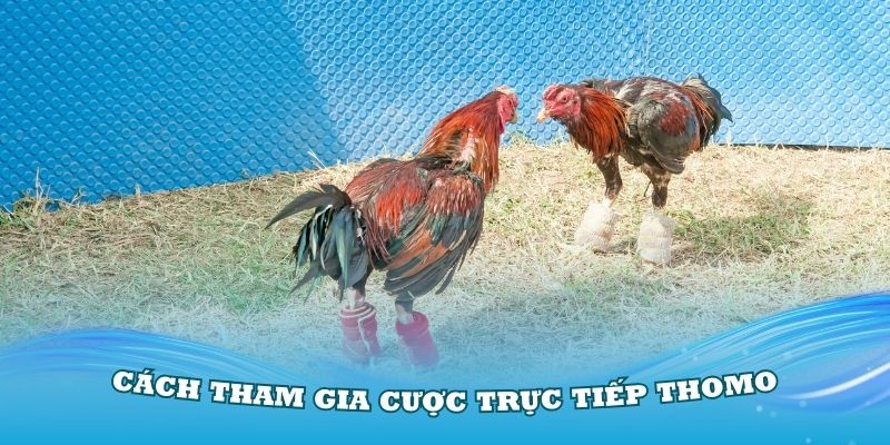 Hướng dẫn cách tham gia cược Trực tiếp Thomo hôm nay tại Kubet