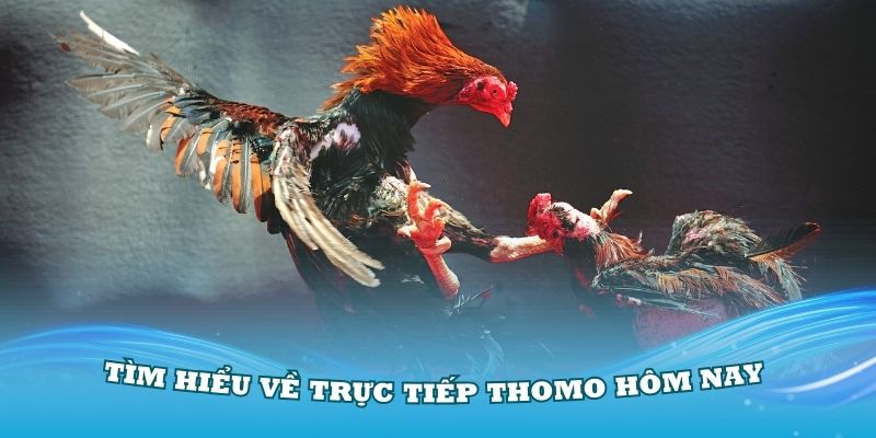 Tìm hiểu về Trực tiếp Thomo hôm nay