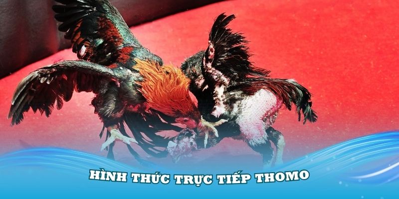Nhà cái Kubet chuyên có hình thức Trực tiếp Thomo hôm nay