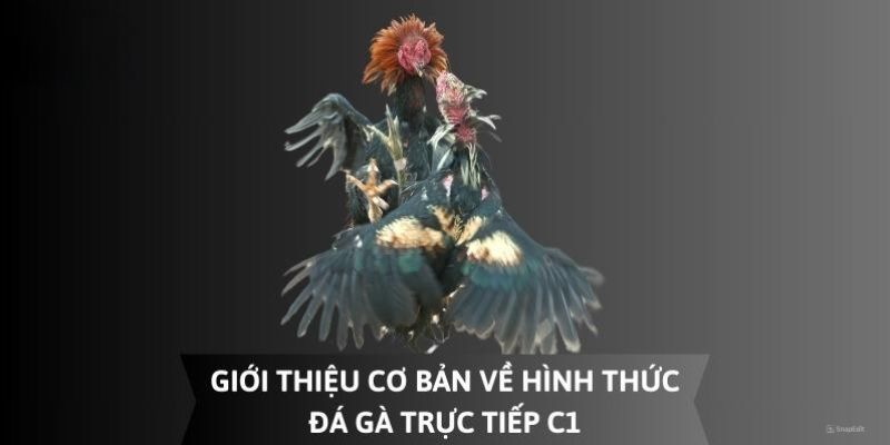 Thông tin sơ lược về giải đấu C1 đá gà Kubet